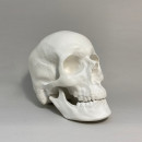Гіпсова фігура череп анатомічний з рухомою нижньою щелепою 