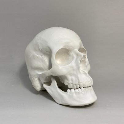 Гіпсова фігура череп анатомічний з рухомою нижньою щелепою 