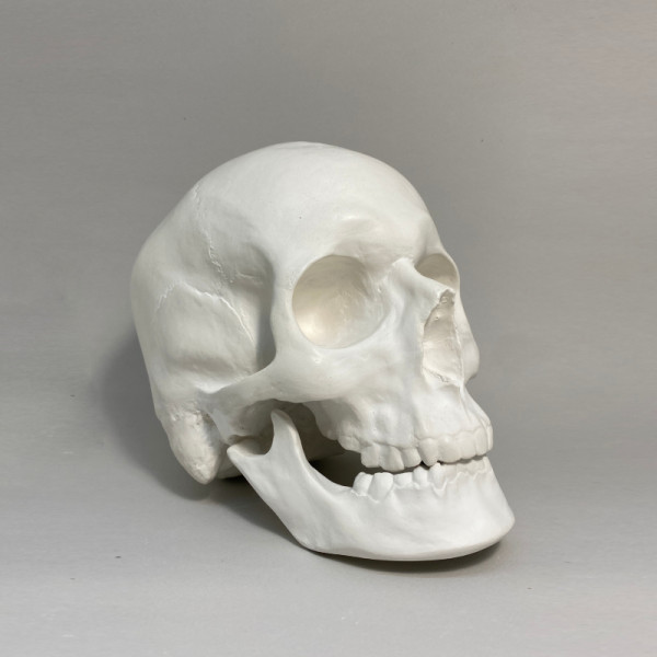 Гіпсова фігура череп анатомічний з рухомою нижньою щелепою 
