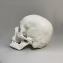 Гіпсова фігура череп анатомічний з рухомою нижньою щелепою 