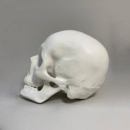 Гіпсова фігура череп анатомічний з рухомою нижньою щелепою 