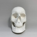 Гіпсова фігура череп анатомічний з рухомою нижньою щелепою 