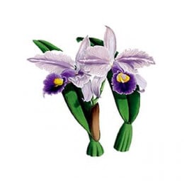 Трансфер універсальний Cadence Planet Transfer 12х17 см, CD-851