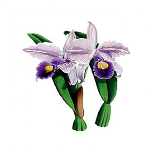 Трансфер універсальний Cadence Planet Transfer 12х17 см, CD-851